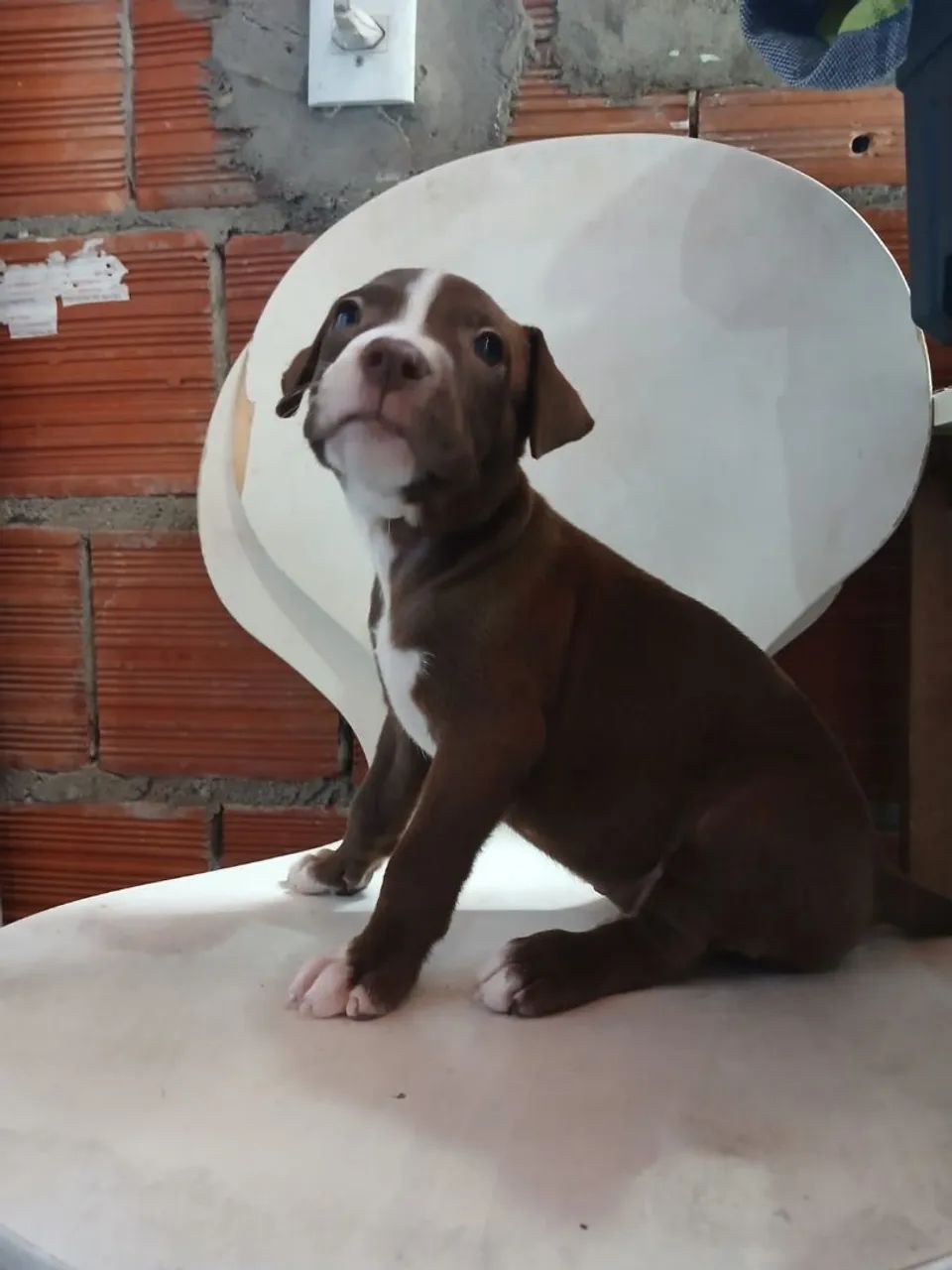Filhote de pit bul - Foto 3