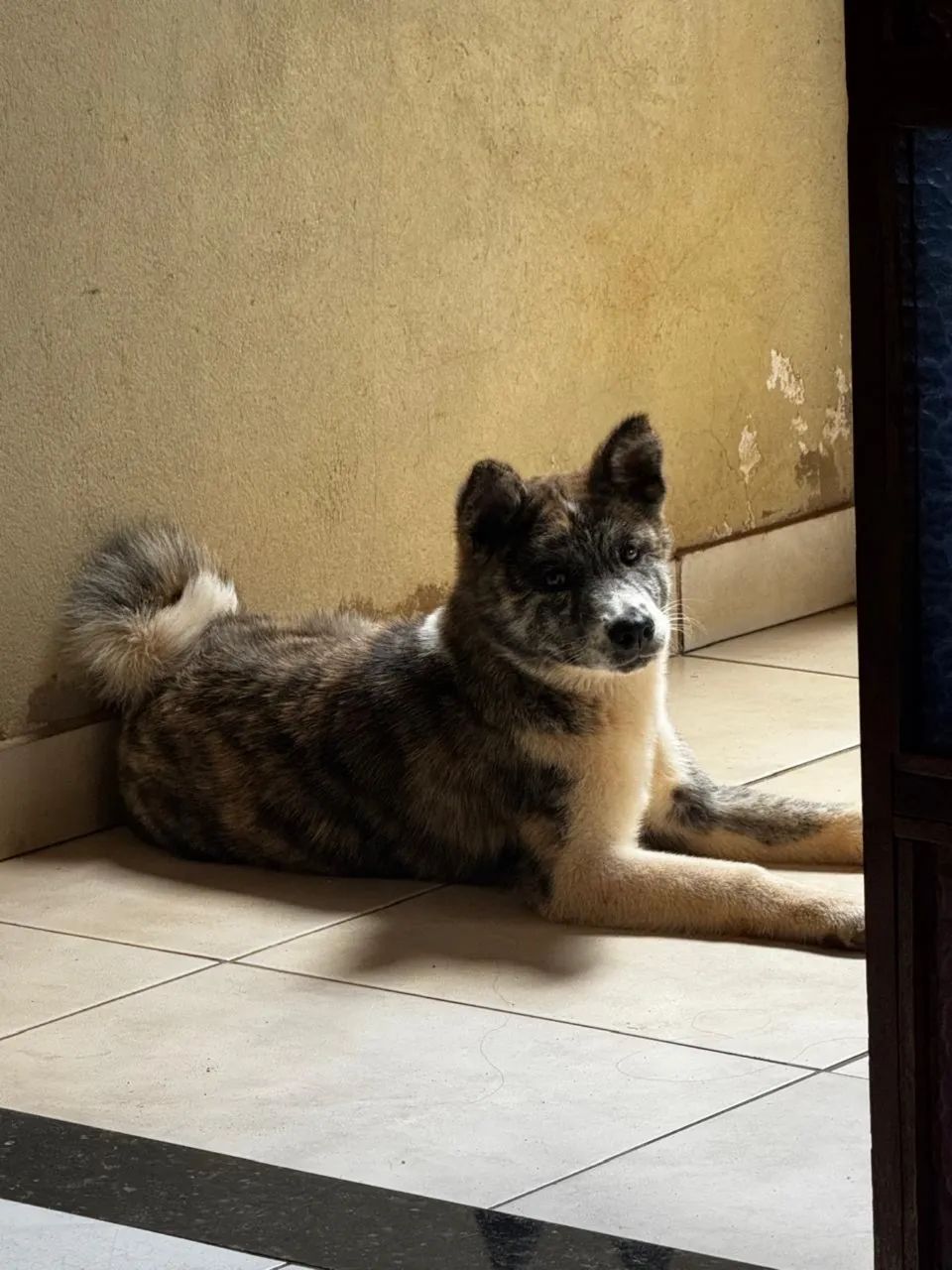 Akita inu  - Foto 3