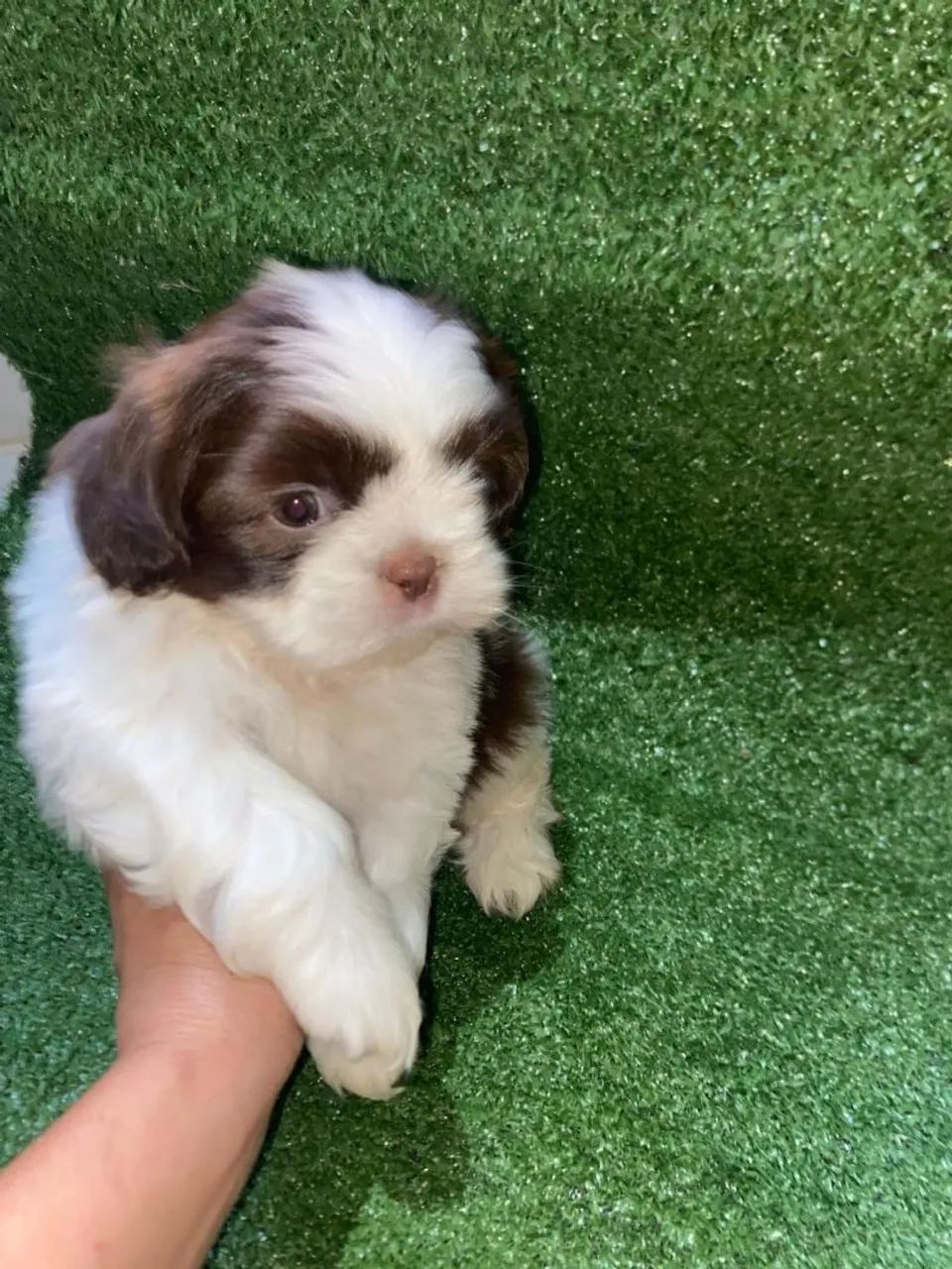 Shihtzu macho branco e chocolate 