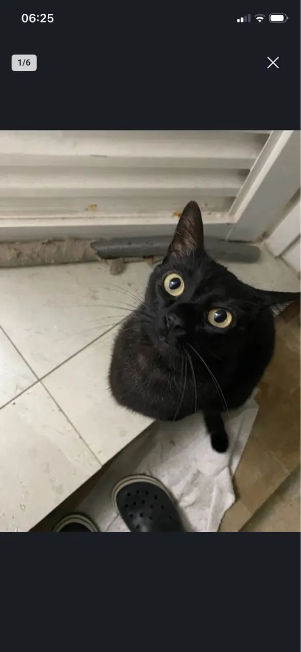 Gatinhos - Foto 3