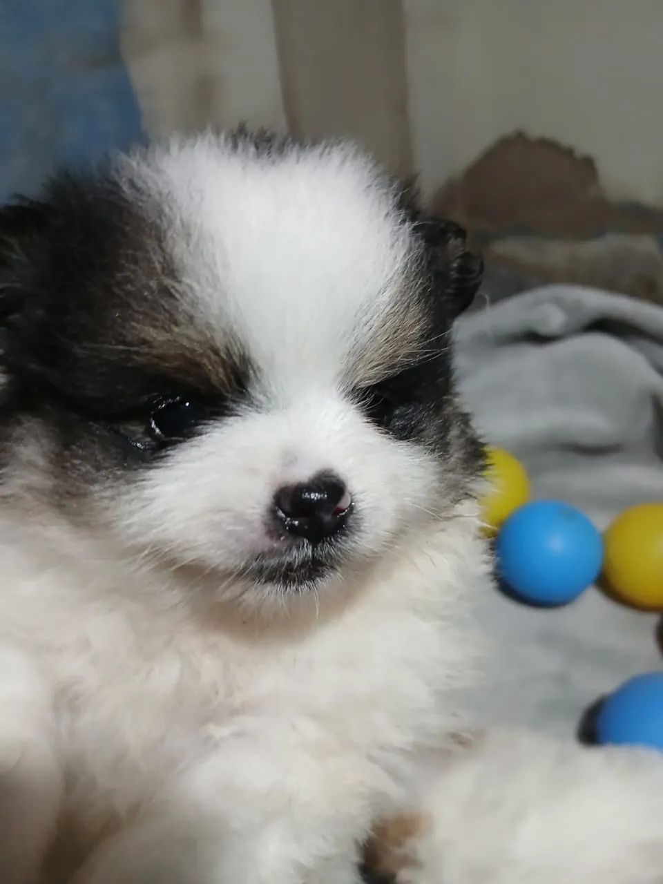 Filhotes Spitz Alemão  - Foto 3