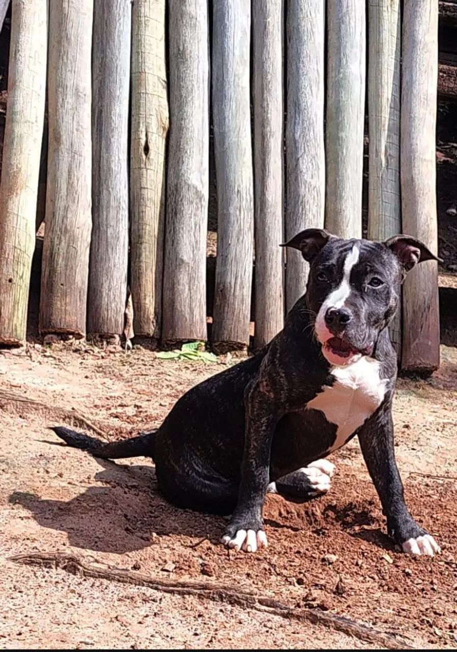 Filhote de Amstaff  - Foto 3