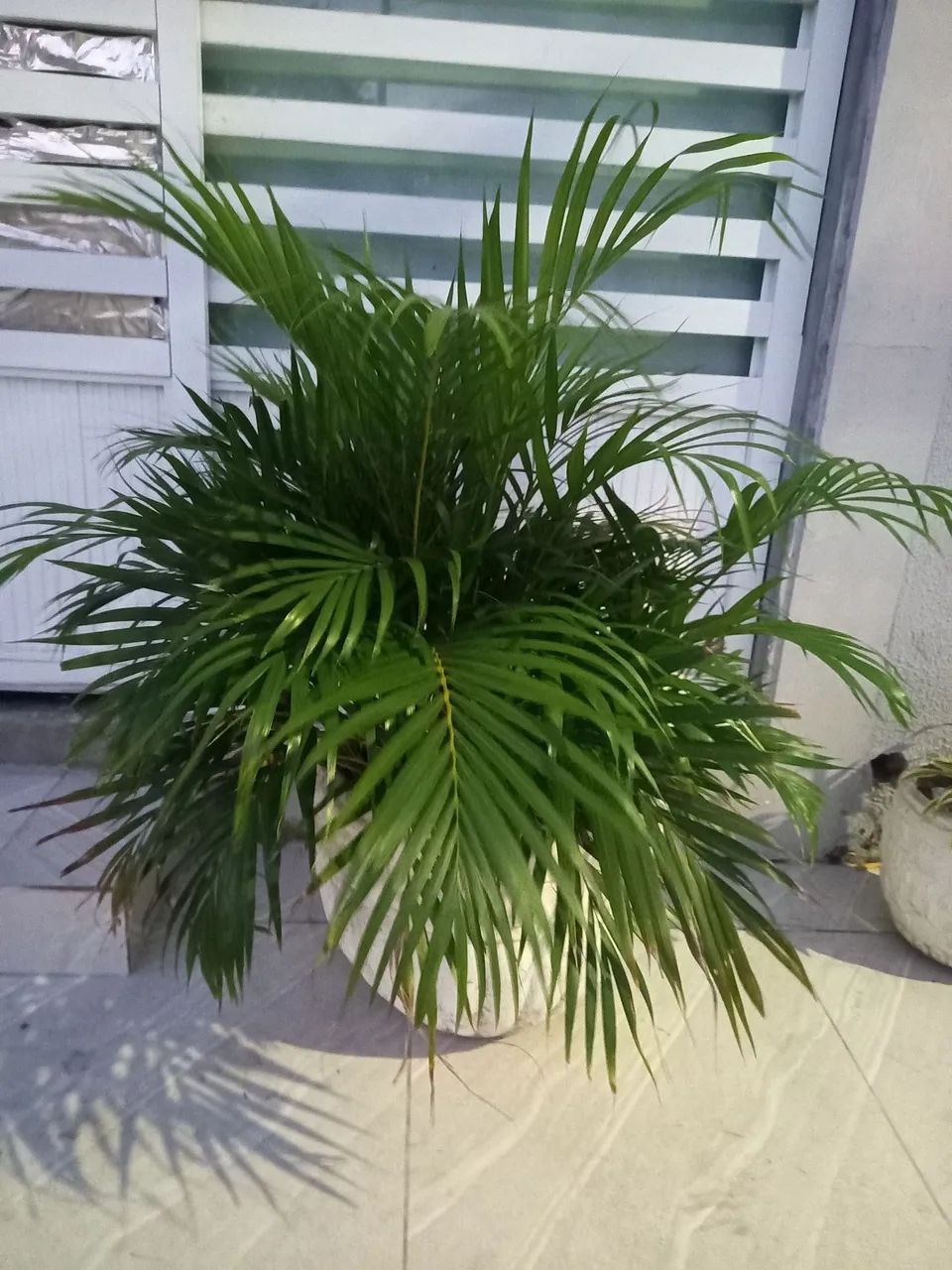Plantas - Foto 3
