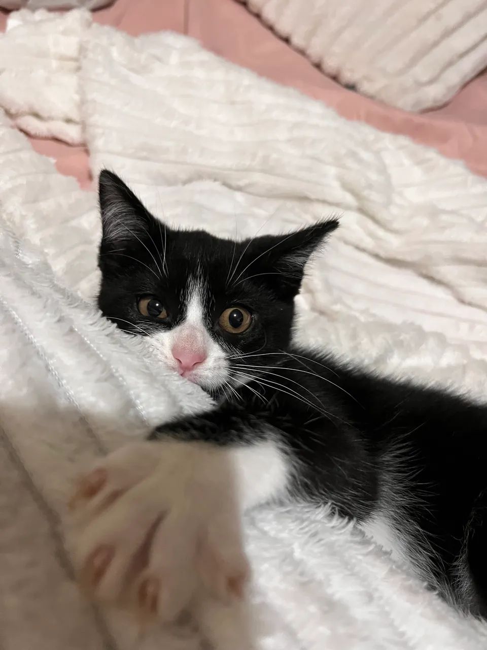 Gatinha para adoção  - Foto 3