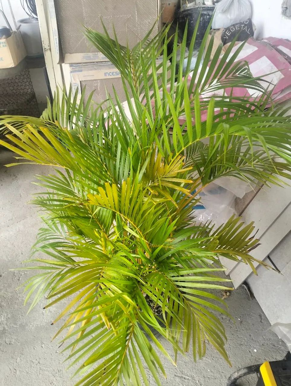Vendo plantas de sombra - Foto 2
