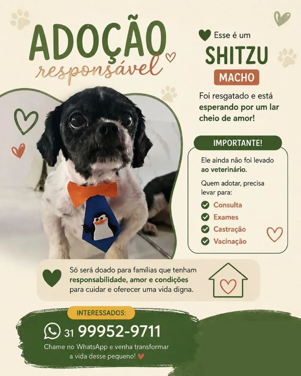 Shih tzu - Doação