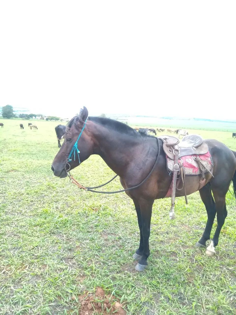 Cavalo MM manga larga 