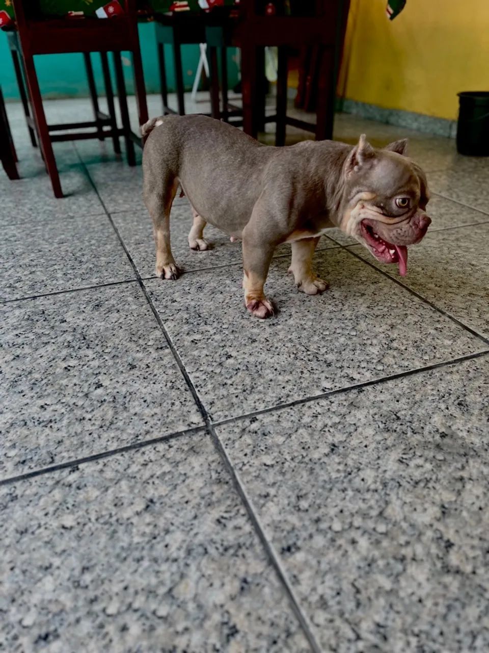 American bully micro  - Foto 3