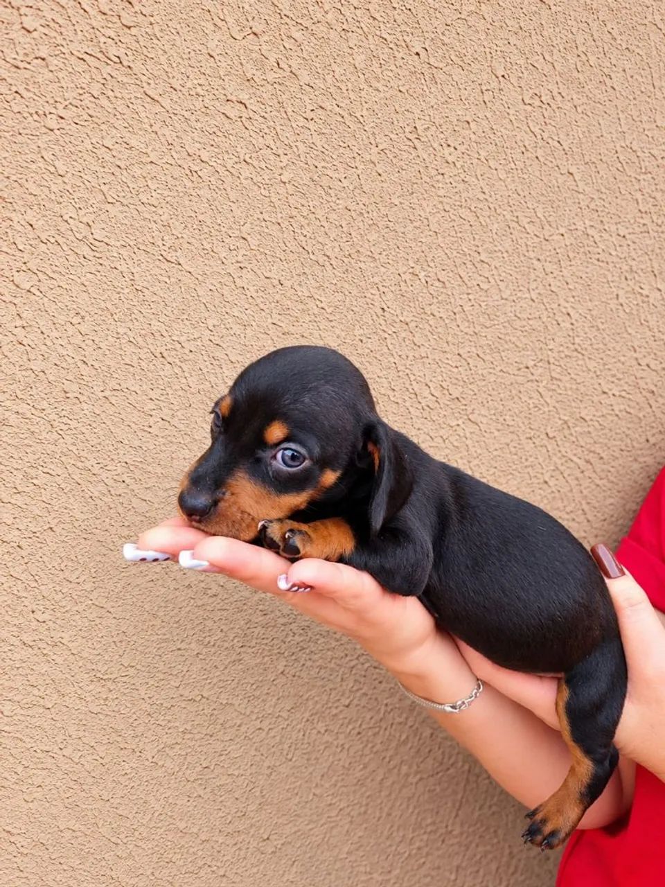 Dachshund  - Foto 2