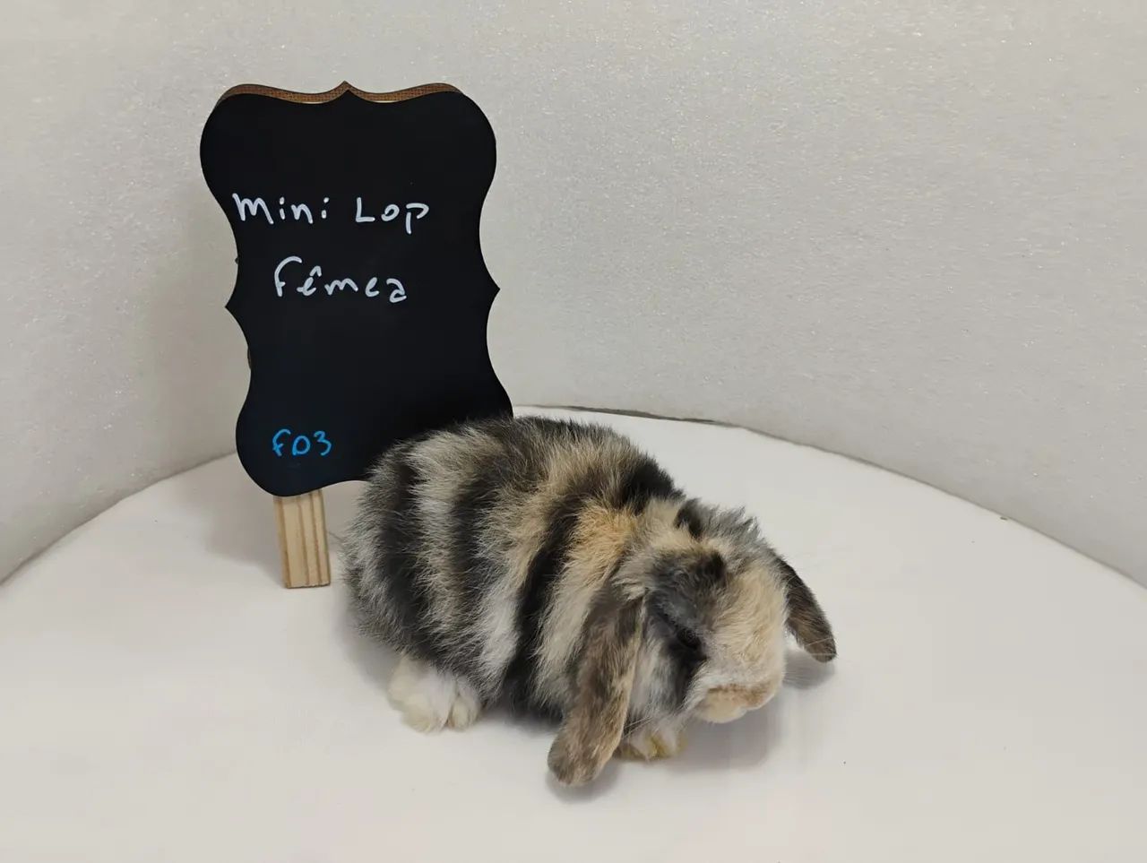 Mini Lop Mini Coelhos  - Foto 3