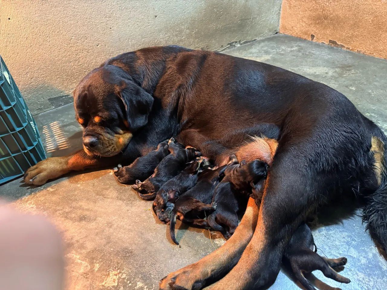 Rottweiler com pedigree. - Foto 4