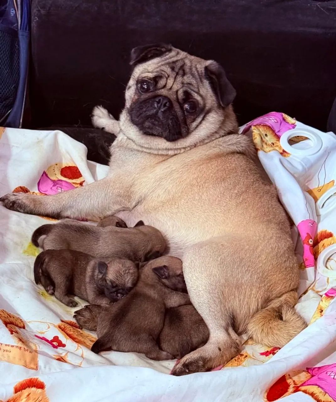 Filhotes de Pug  - Foto 4
