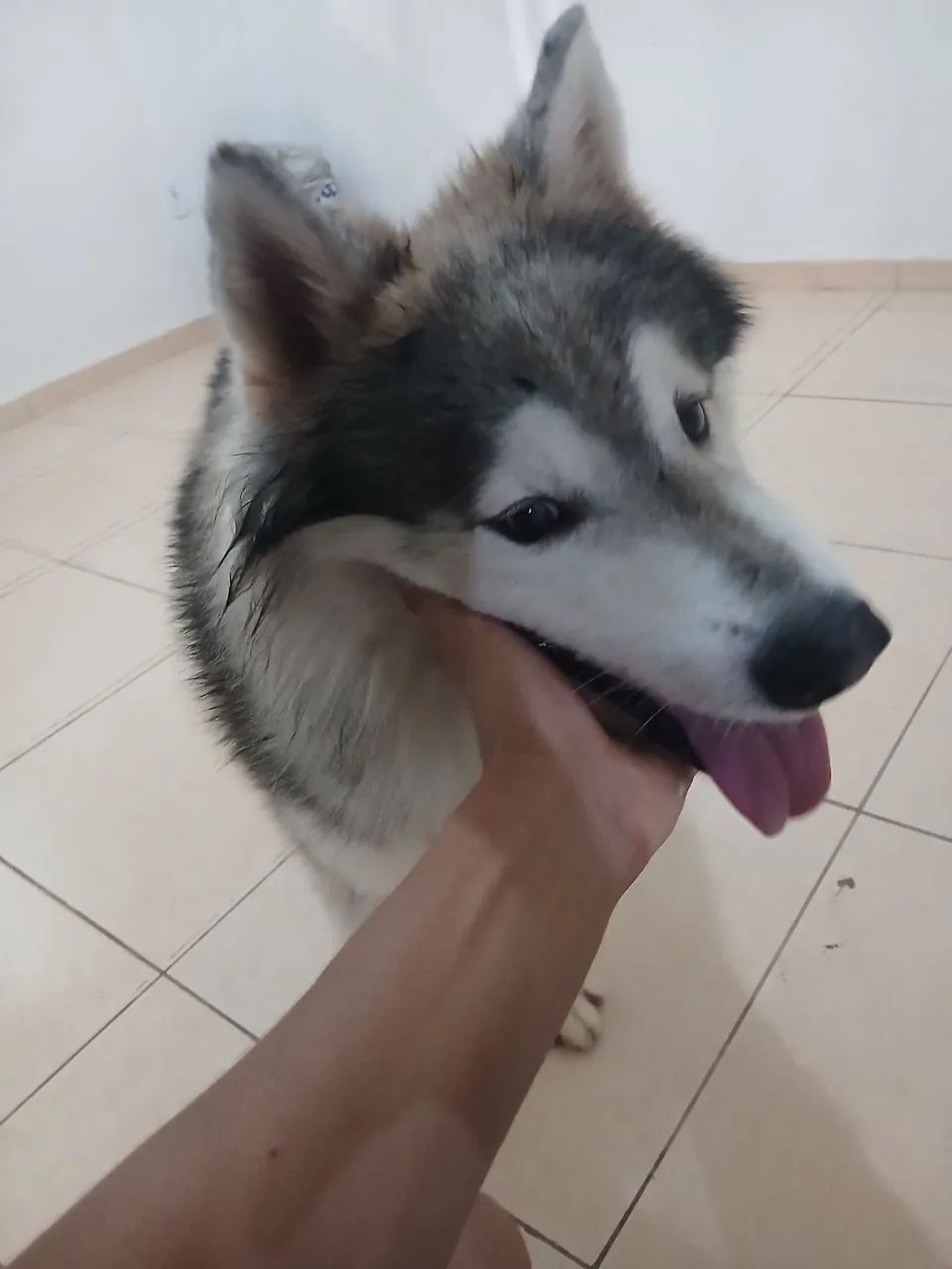 Husky siberiano  - Foto 3