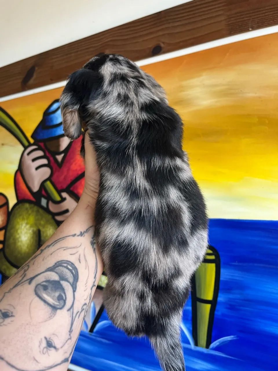 Dachshund pelo longo - Foto 5