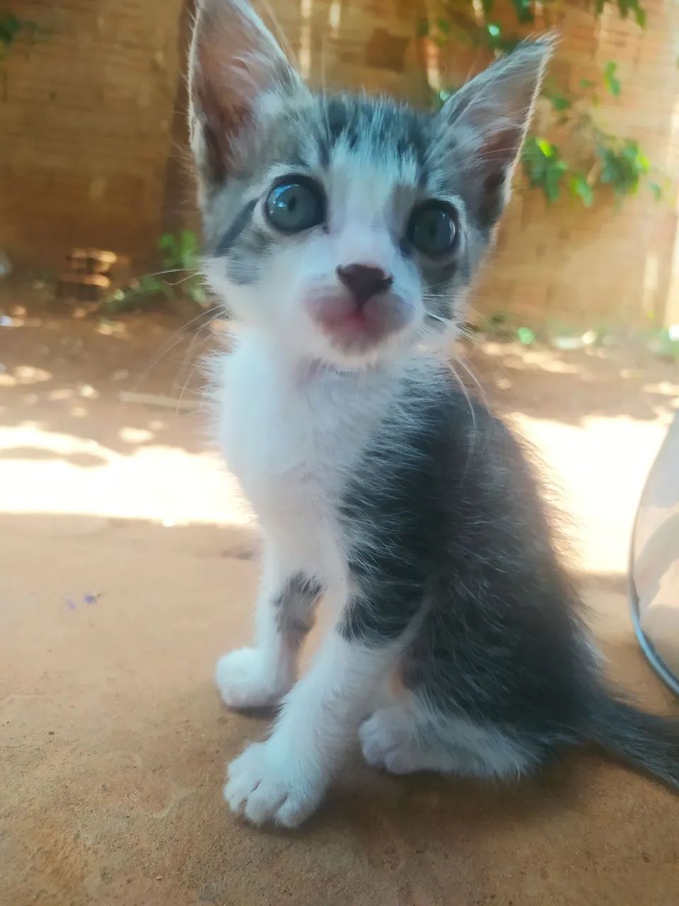 Doação de gatinhos  - Foto 2