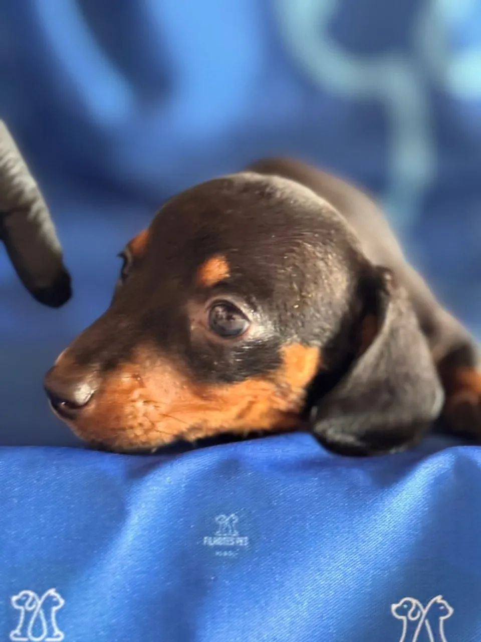 Dachshund lindíssimo 