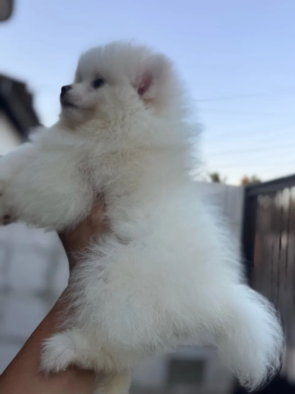Cachorro  - Foto 3