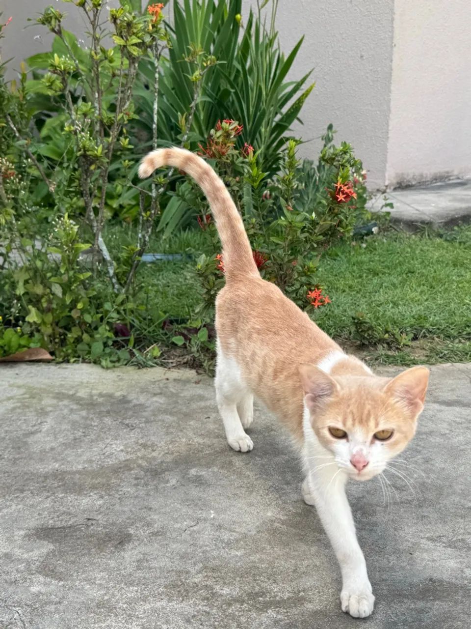 Gatinha para adoção responsável- castrada - Foto 4