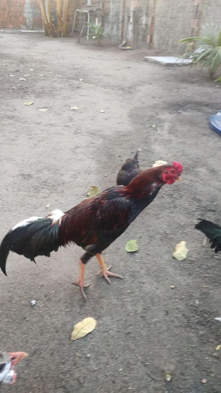 Galo mestiço 
