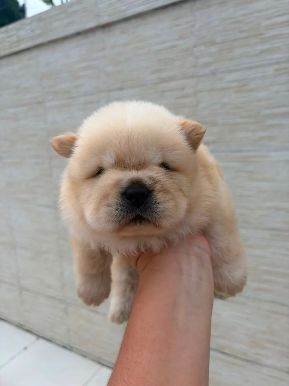 Chow Chow 