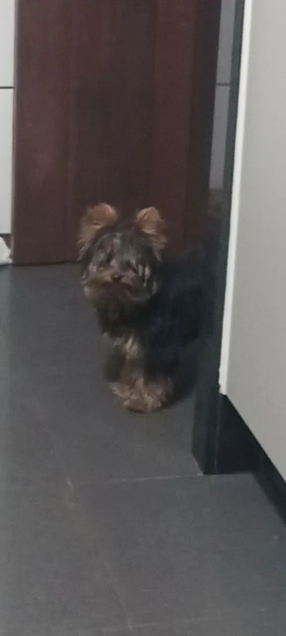 Animais estimação 