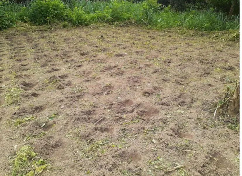 4 hectares em Aratuba - Foto 4