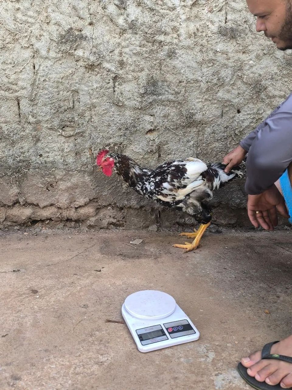 Frango GSB - Foto 2