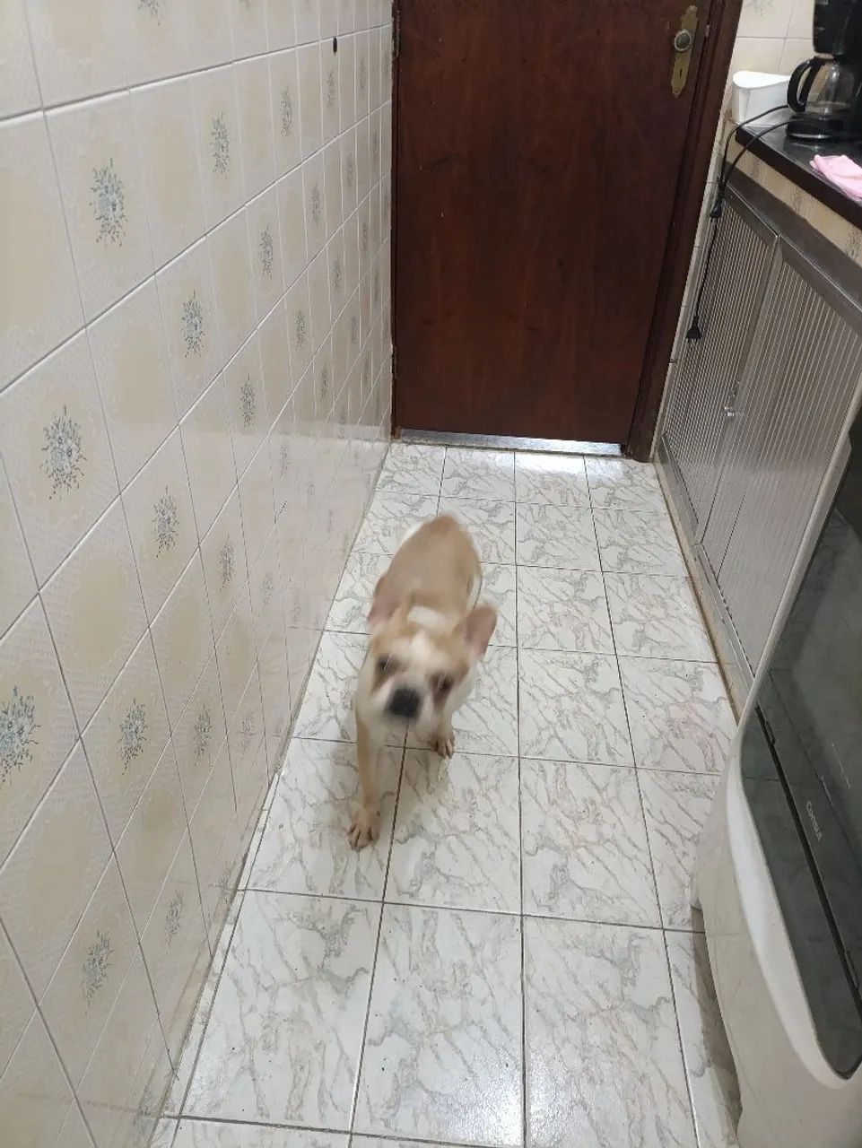 Buldogue francês  - Foto 5