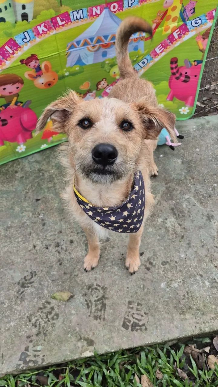 Cão 
