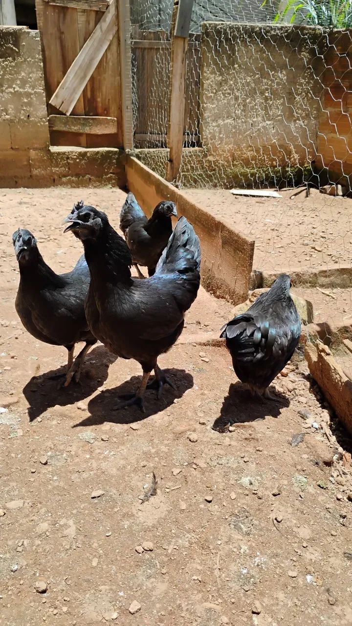Ovos galados de AYAM CEMANI - Foto 3