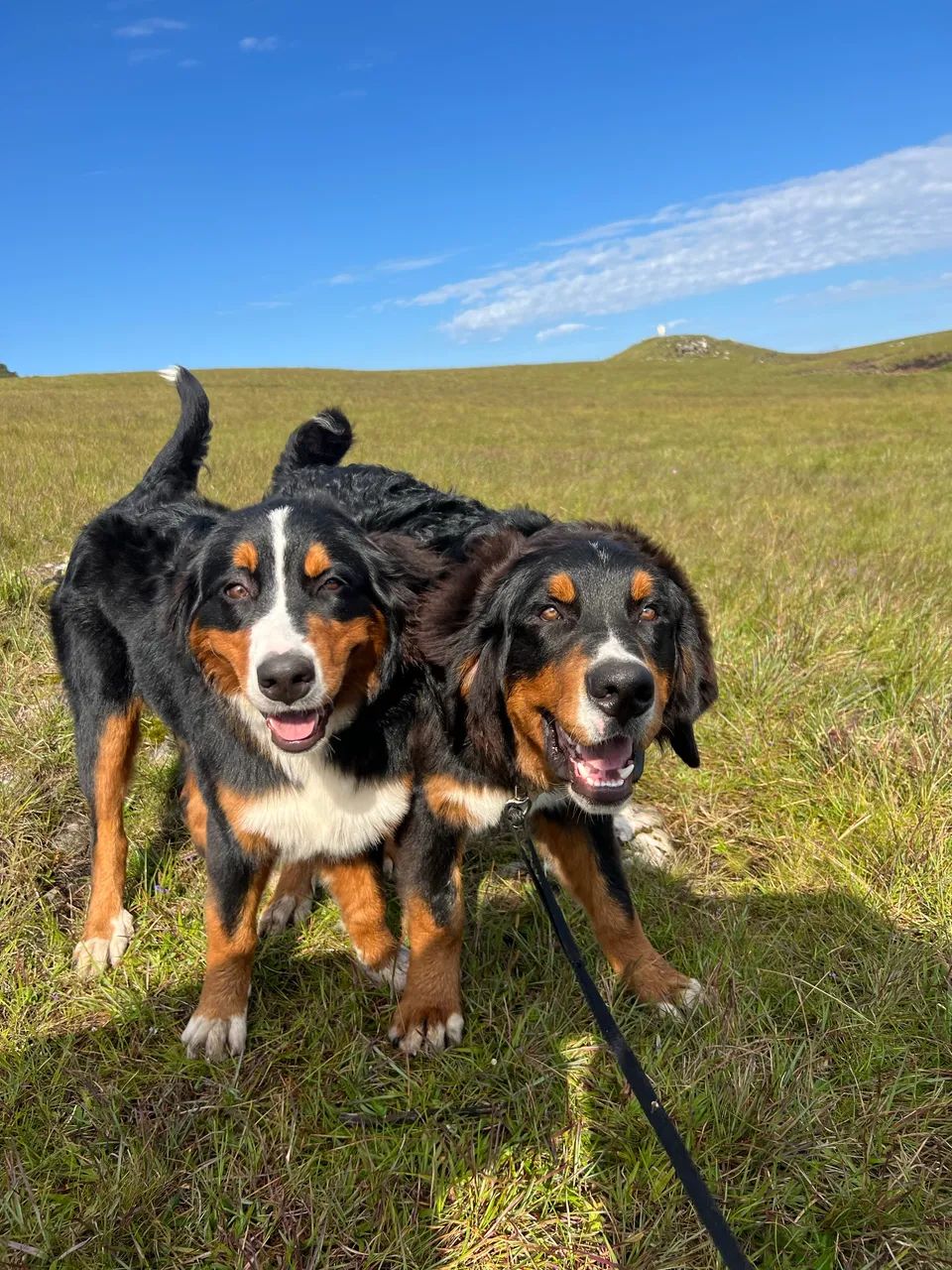 Bernese legítimo  - Foto 3