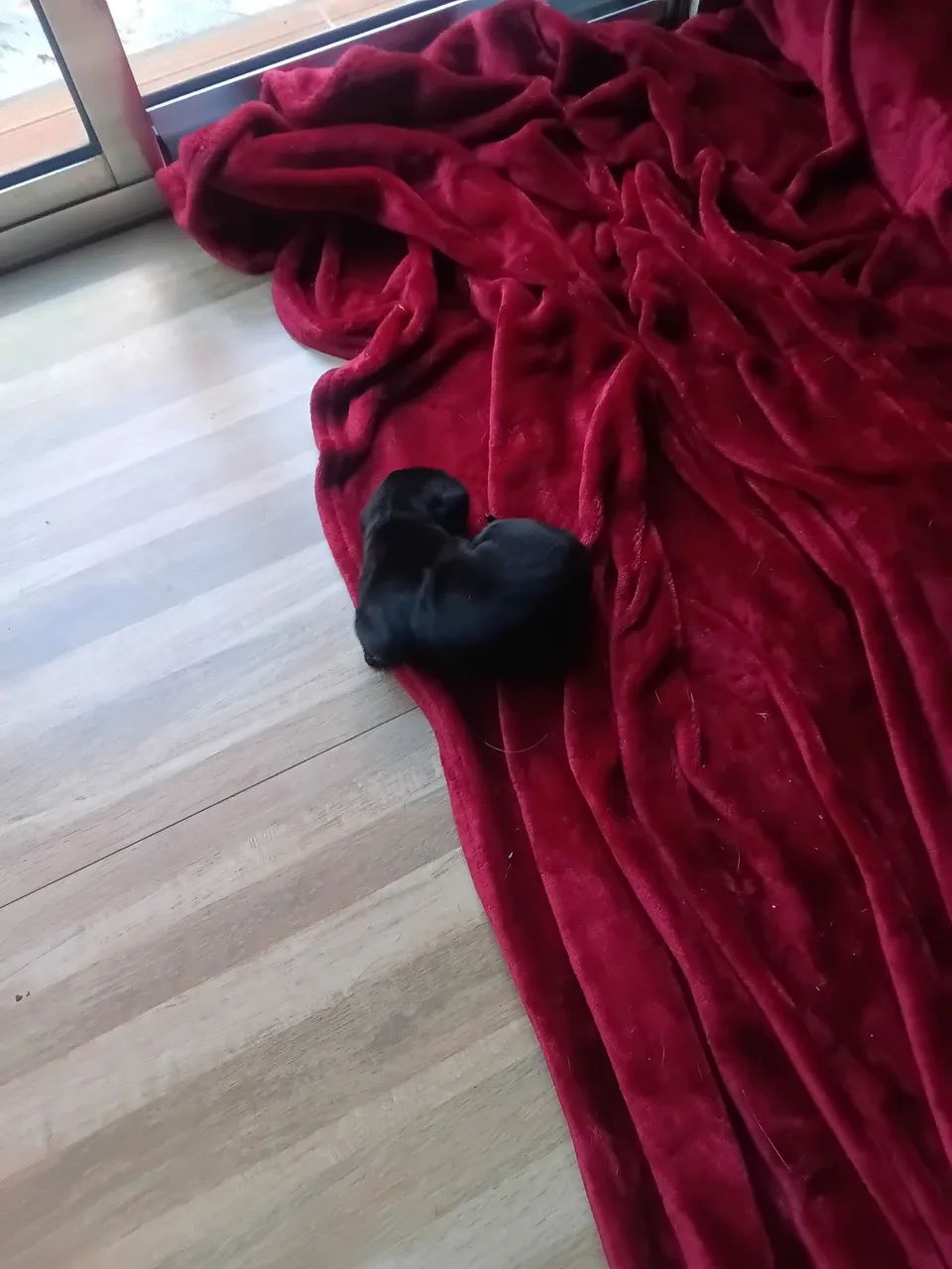 Cane corso  - Foto 3