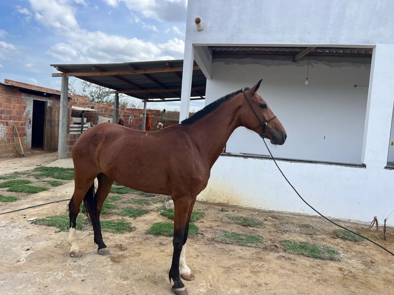 Egua pra venda - Foto 4