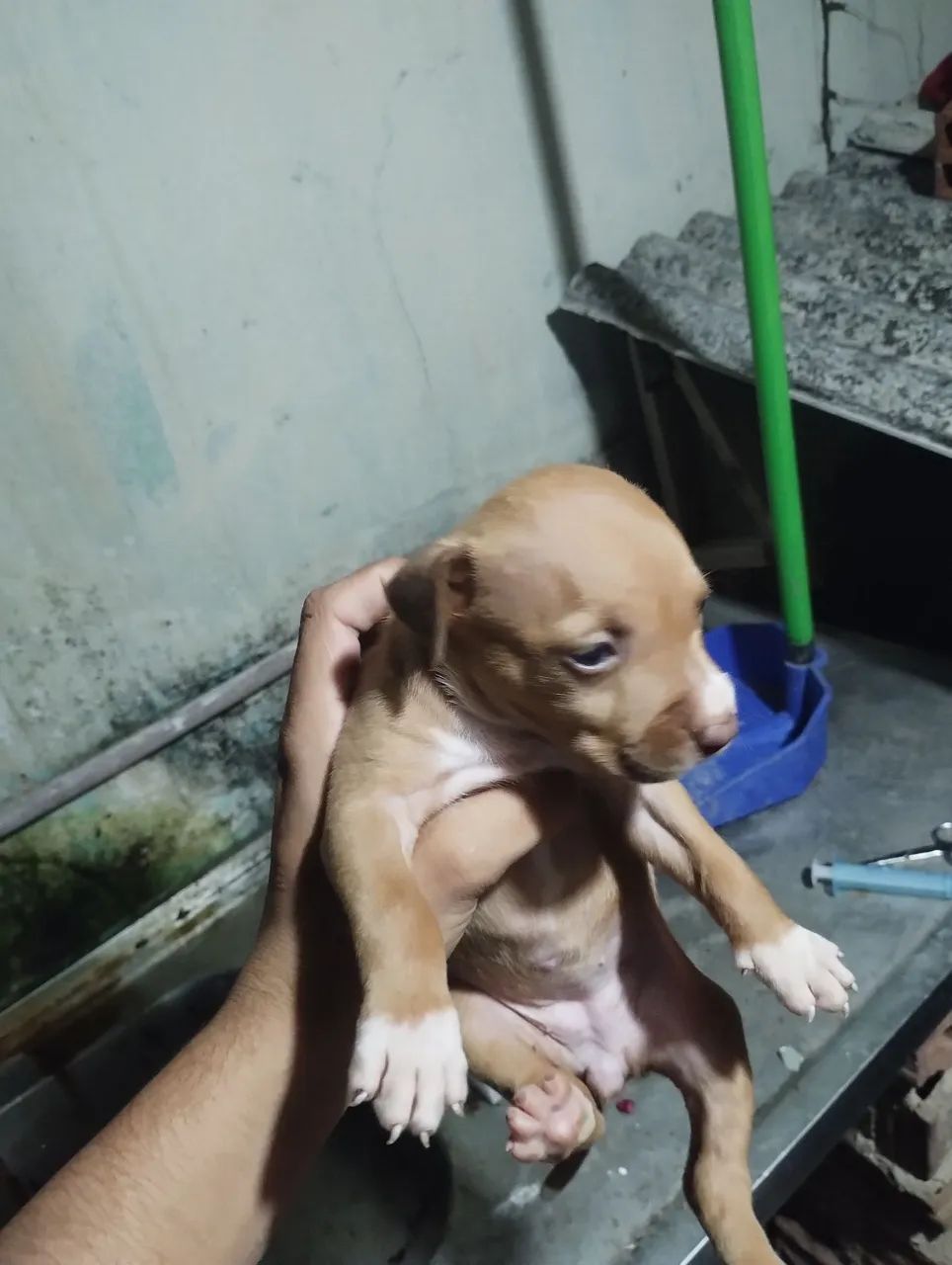 Cachorro Pitbull  - Foto 3