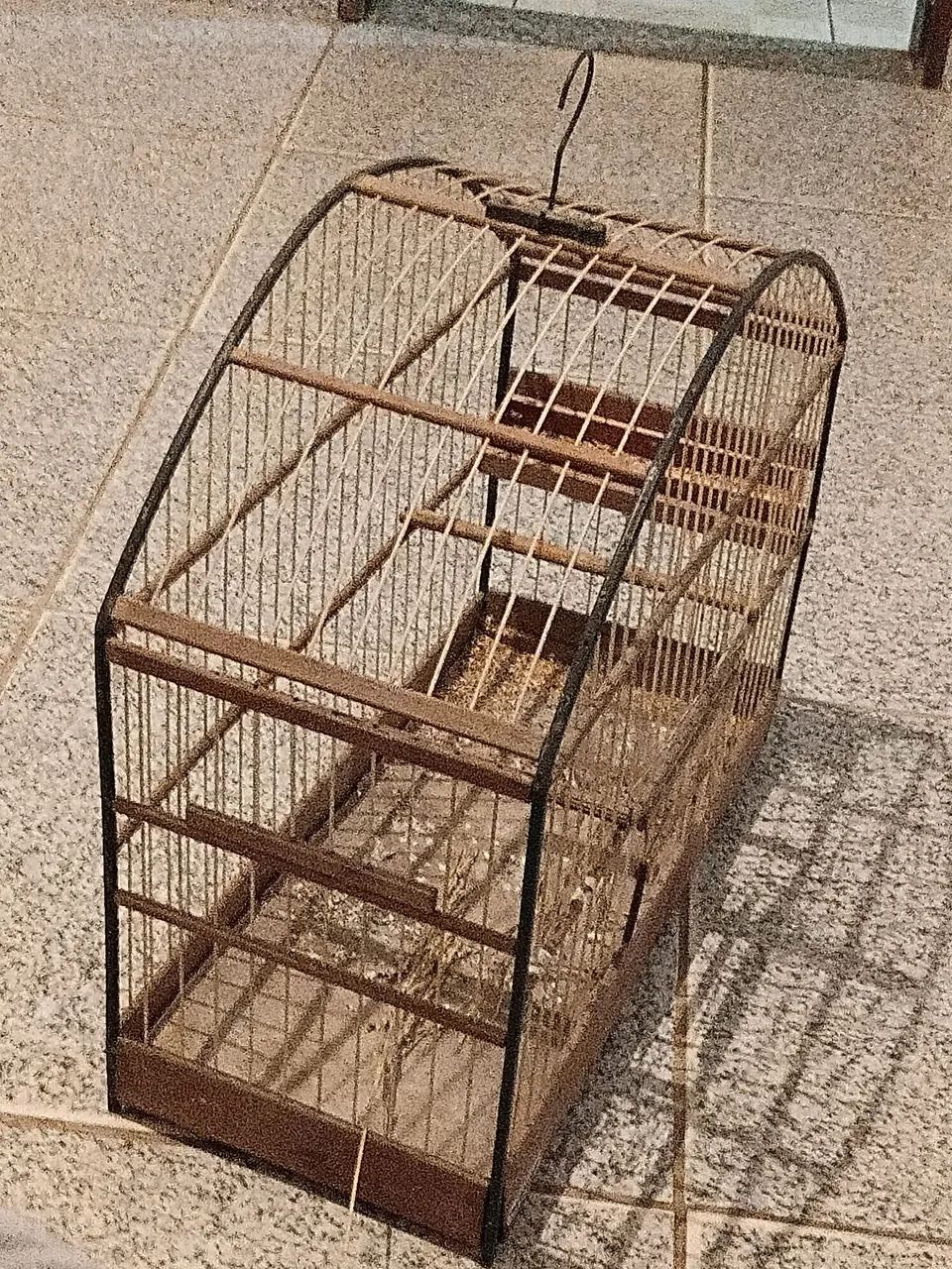 Animais - Foto 2