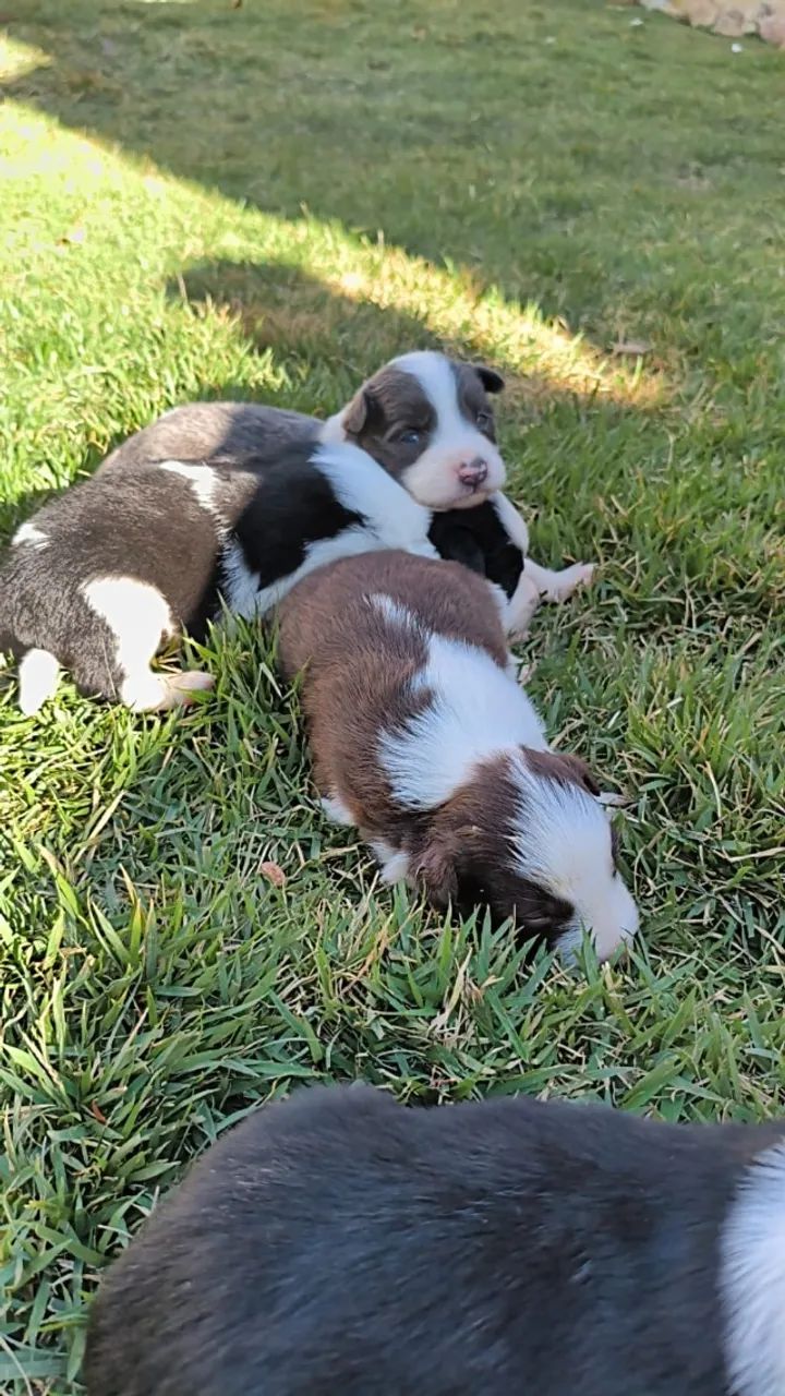 Border Collie  - Foto 4