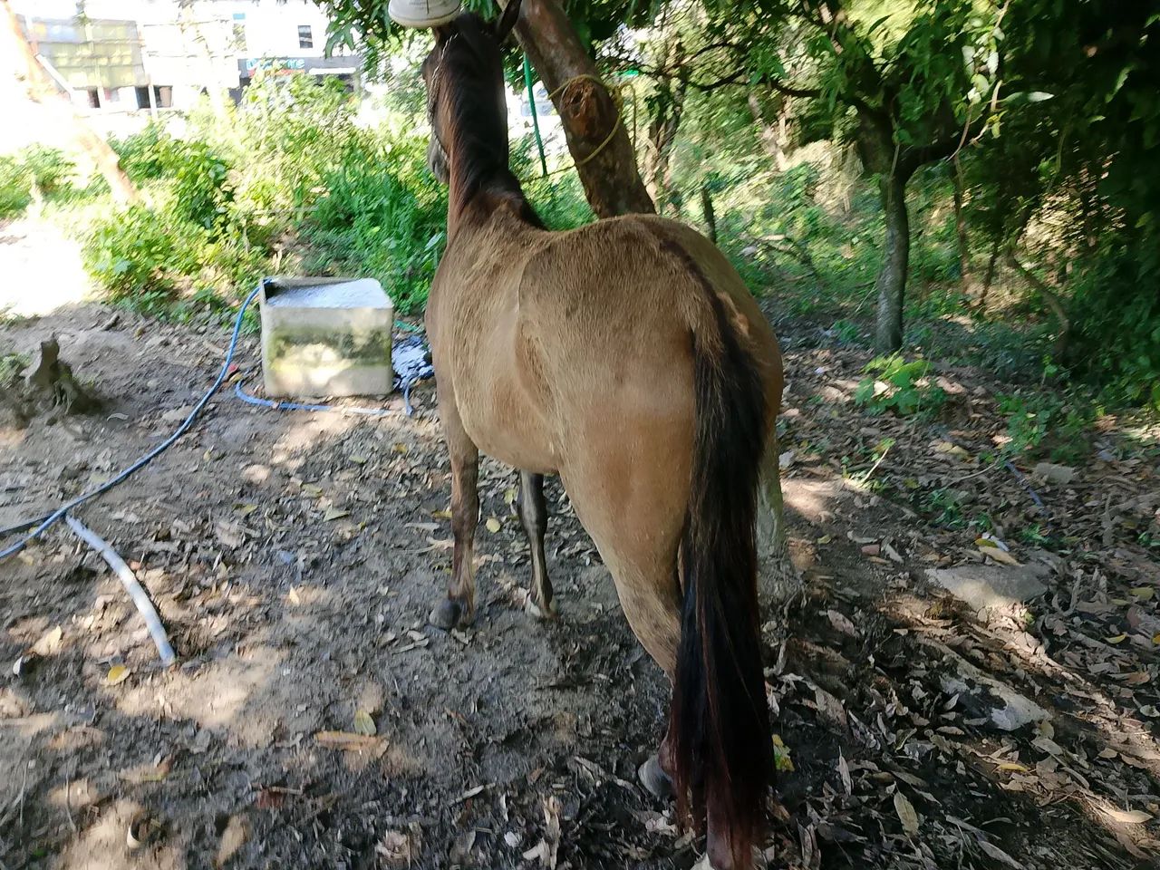 potro mangalarga  - Foto 2