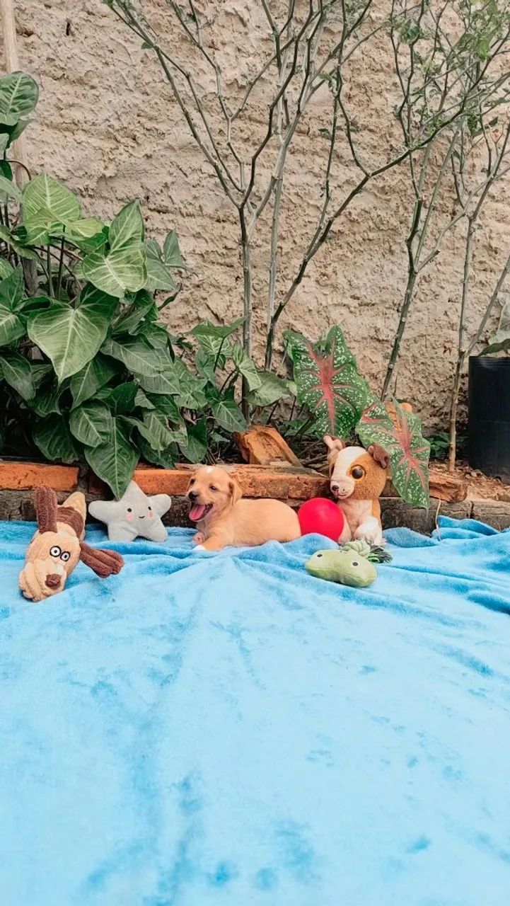 Pinscher n° 0.