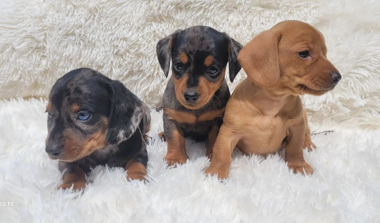 Dachshund Basset  - Foto 2