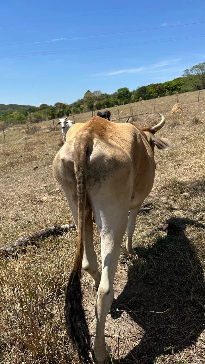 Novilhos e novilha  - Foto 2