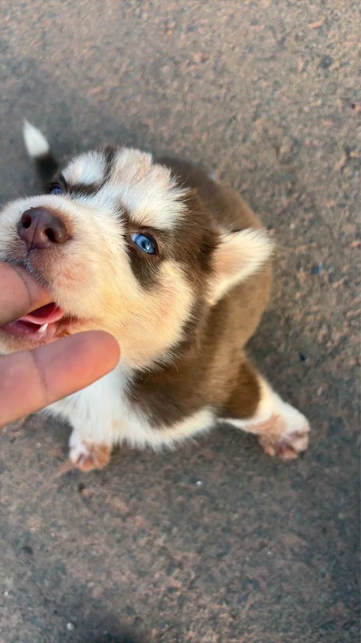 Husky siberiano  - Foto 5