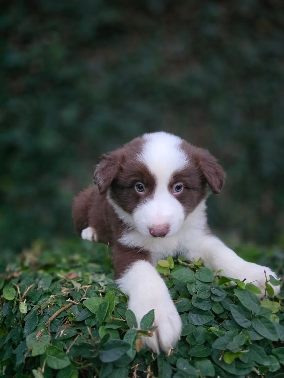 Filhote de Border Collie com pedigree cbkc - Foto 2