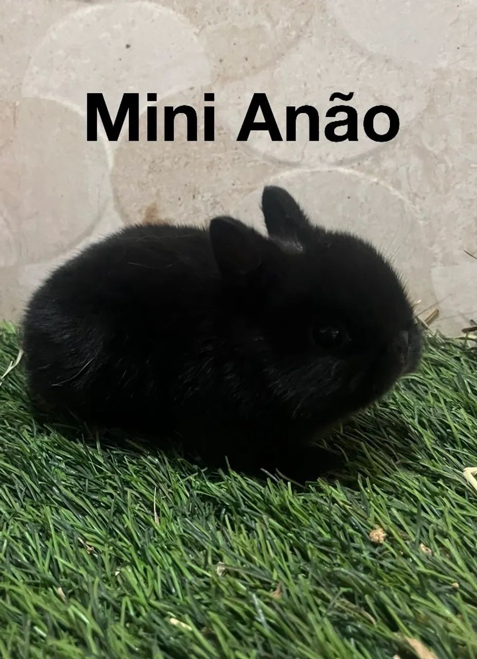 Mini coelhos - Foto 3