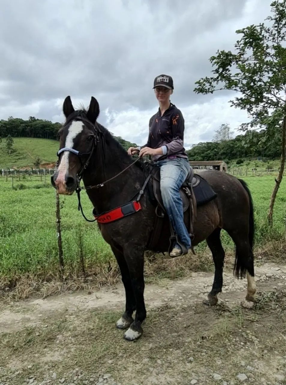 Egua bretão meio sangue domada  - Foto 4