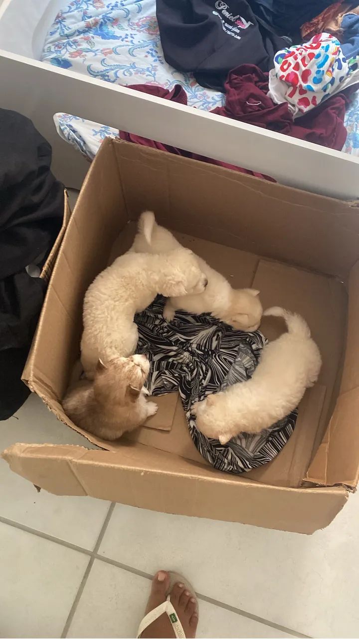 Cachorro  - Foto 2