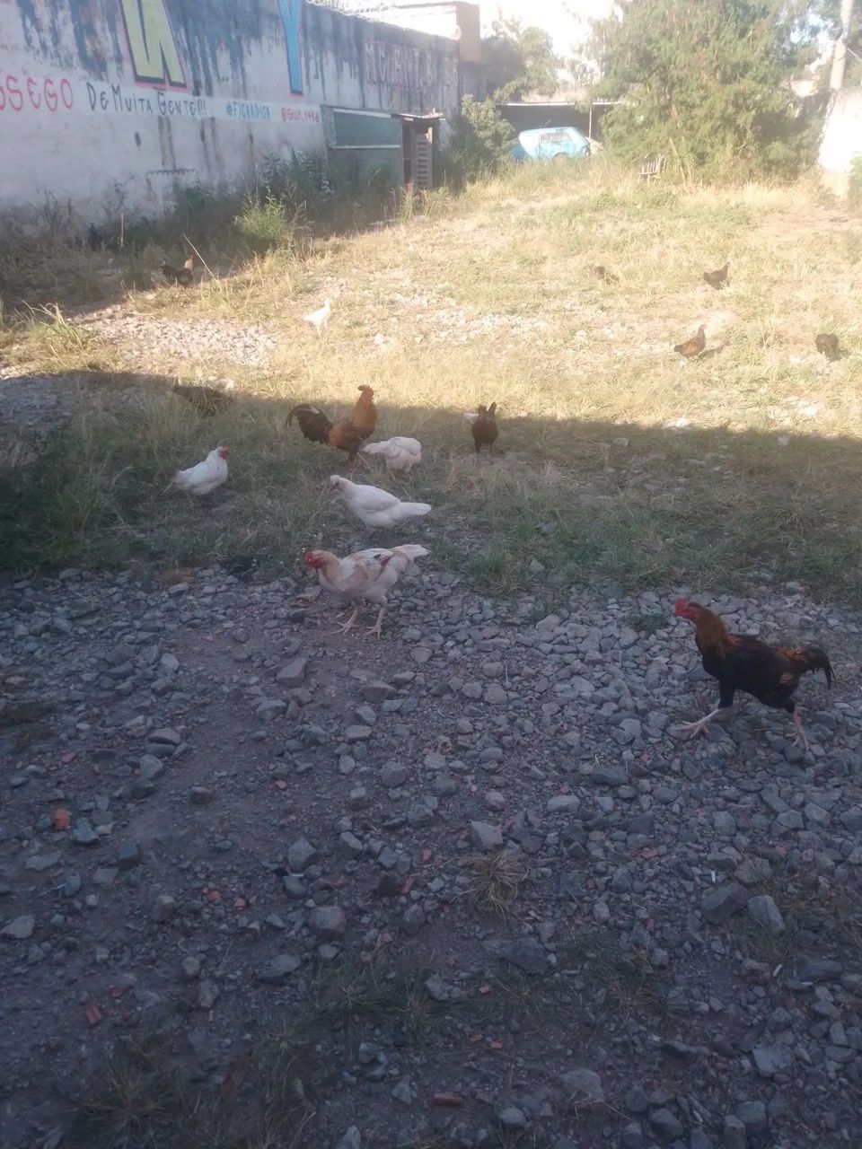 Aves vivas