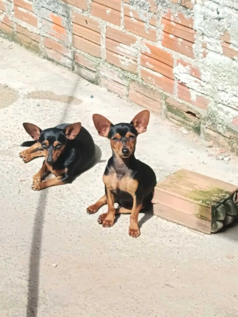 Grande oportunidade pra vc que busca um pinscher para reproduzir 