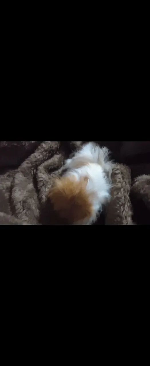 Vendo porquinha da índia peruana FEMEA DE 1,5 MÊS  - Foto 2