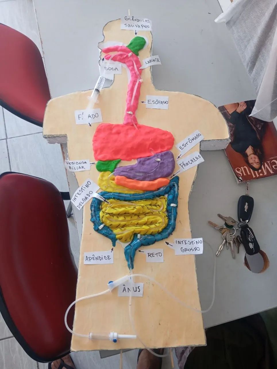 Maquete Sistema Digestivo 