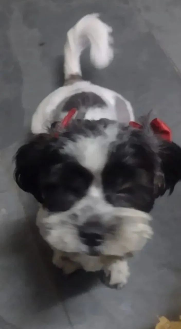 Filhote de cachorro